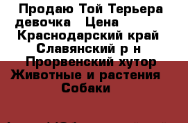 Продаю Той-Терьера девочка › Цена ­ 5 000 - Краснодарский край, Славянский р-н, Прорвенский хутор Животные и растения » Собаки   